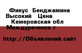 Фикус  Бенджамина Высокий › Цена ­ 2 000 - Кемеровская обл., Междуреченск г.  »    